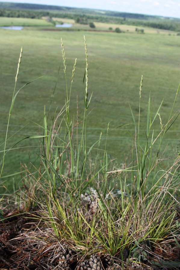 Image of Elytrigia lolioides specimen.