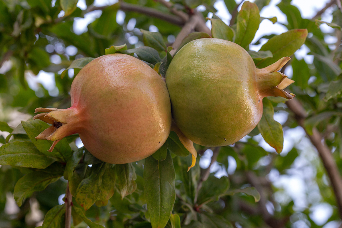 Image of Punica granatum specimen.