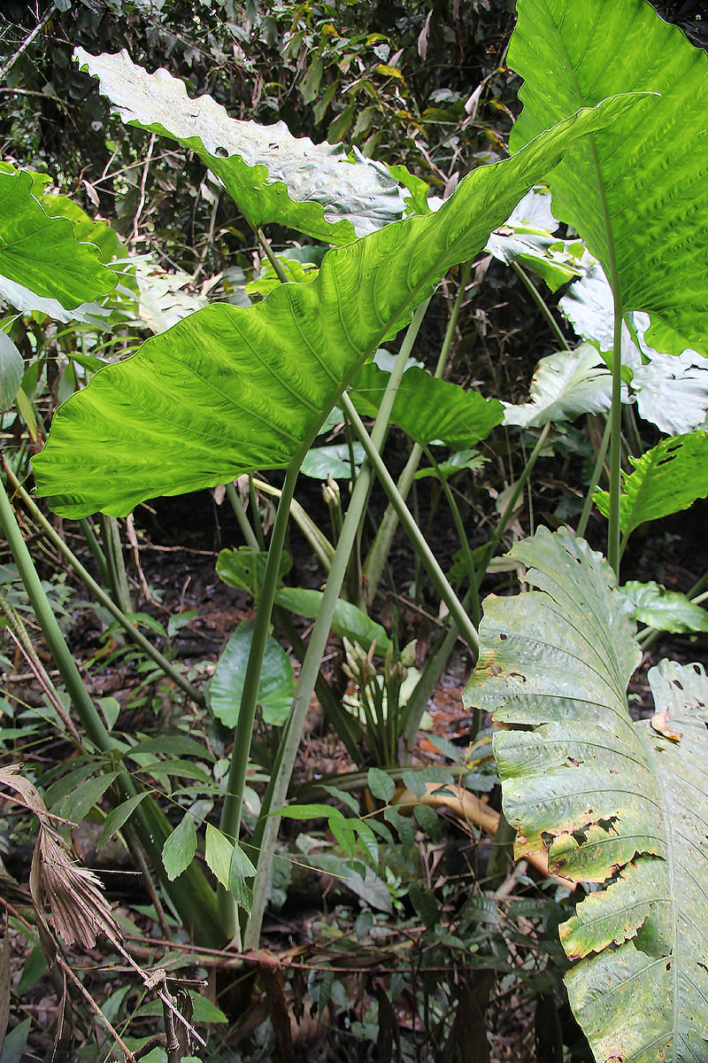 Изображение особи Alocasia robusta.