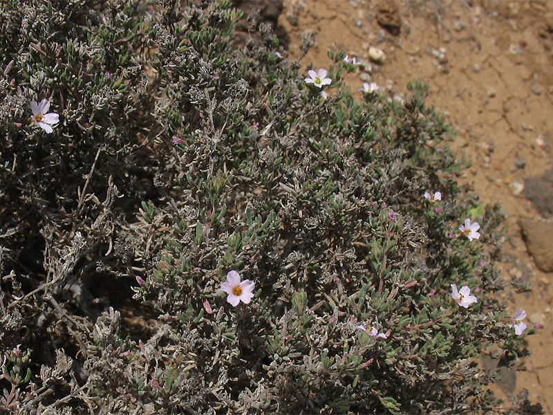 Image of Frankenia capitata specimen.