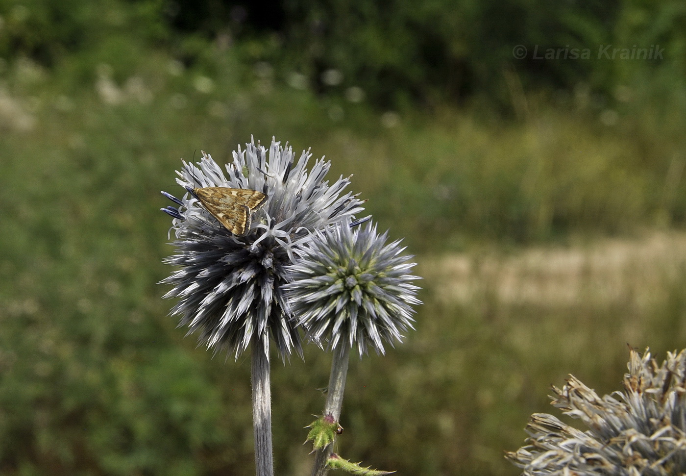 Изображение особи Echinops sphaerocephalus.