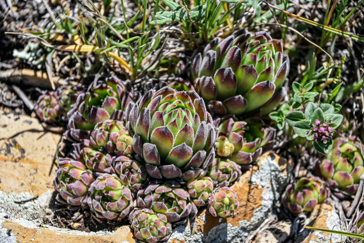 Изображение особи Sempervivum transcaucasicum.