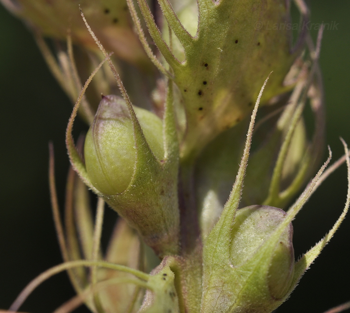 Image of Melampyrum nemorosum specimen.