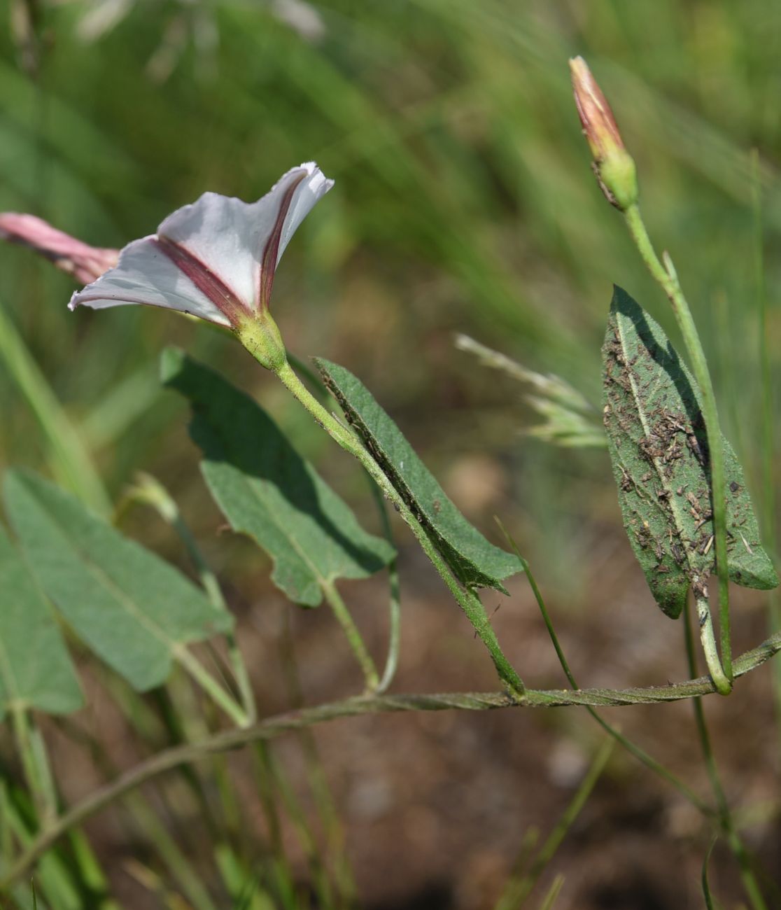 Изображение особи Convolvulus arvensis.