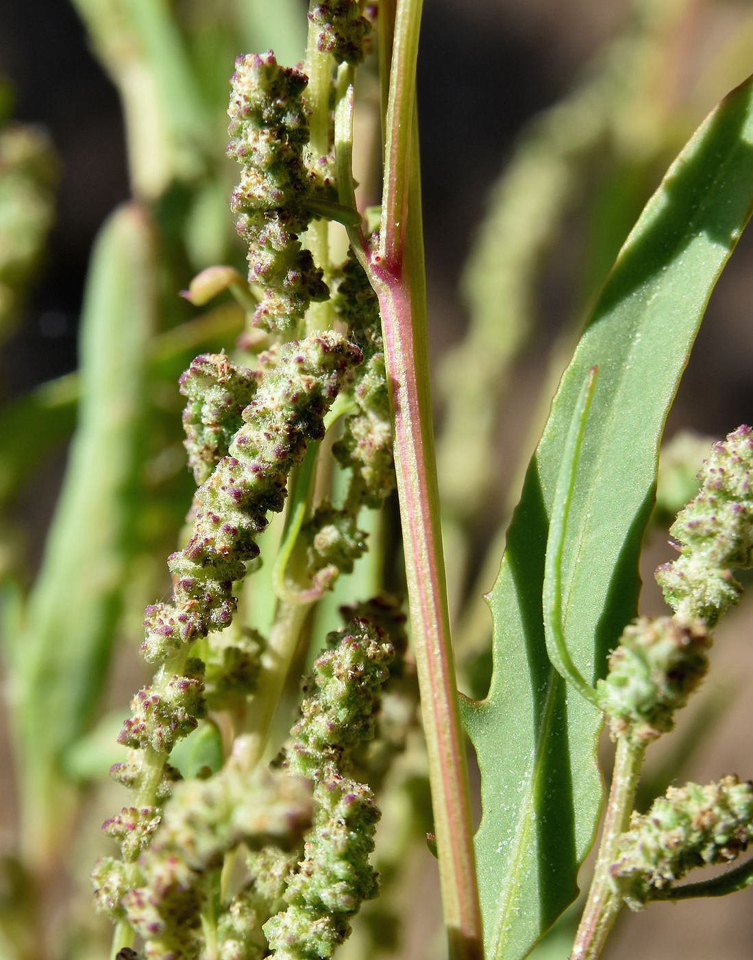 Image of genus Atriplex specimen.