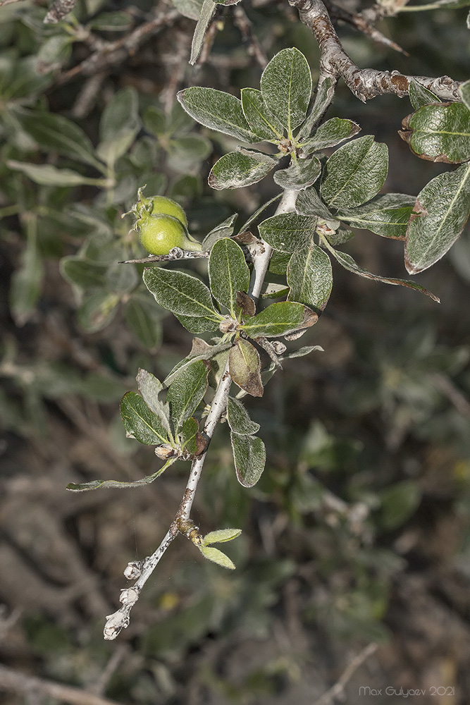 Изображение особи Pyrus elaeagrifolia.