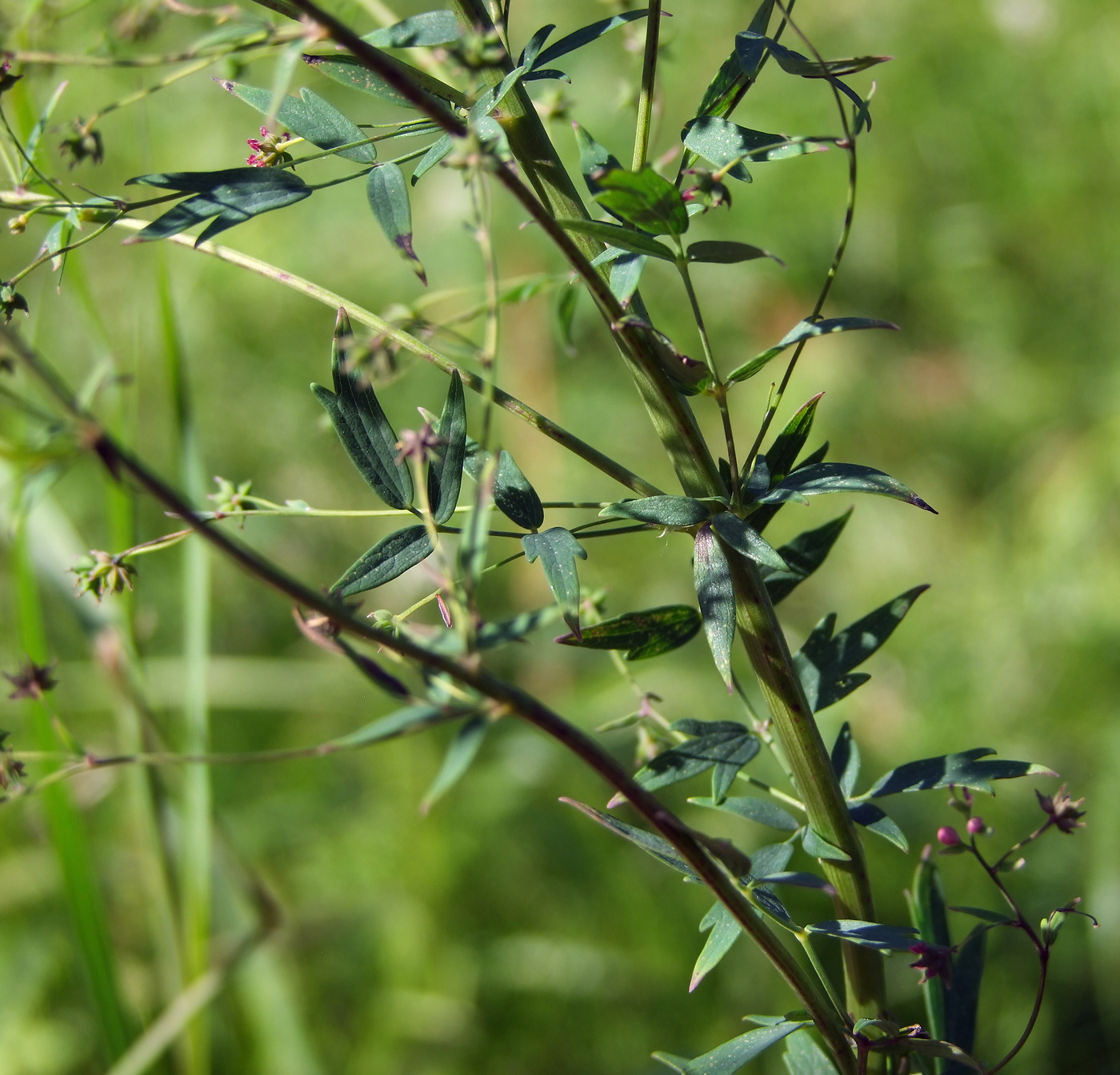 Изображение особи Thalictrum simplex.