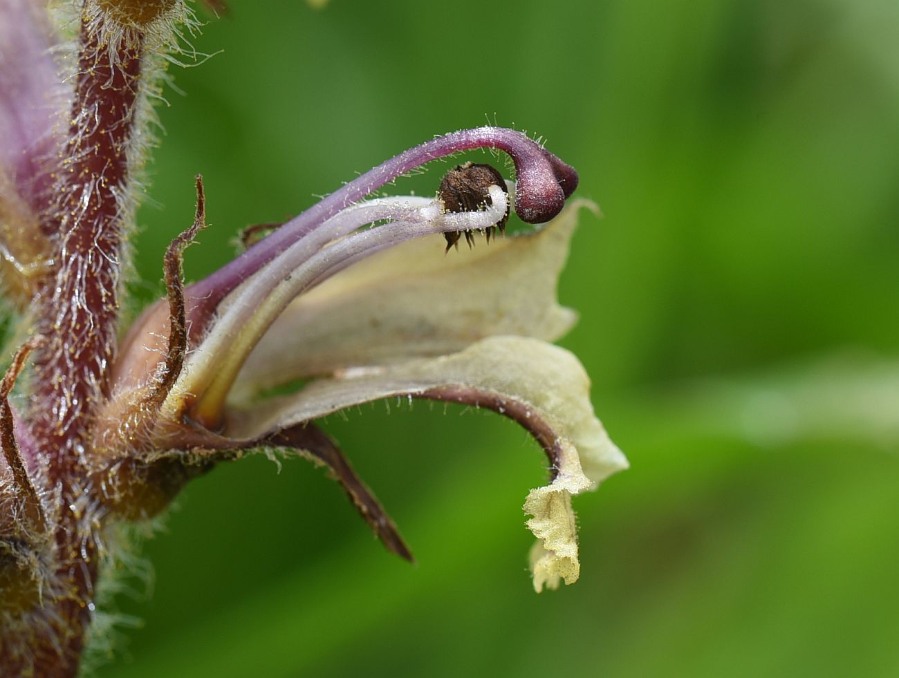 Изображение особи Orobanche owerinii.