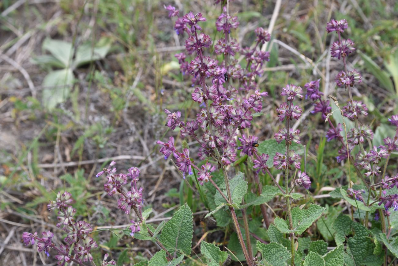 Изображение особи Salvia verticillata.