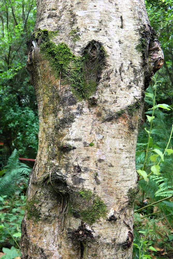 Изображение особи Betula celtiberica.