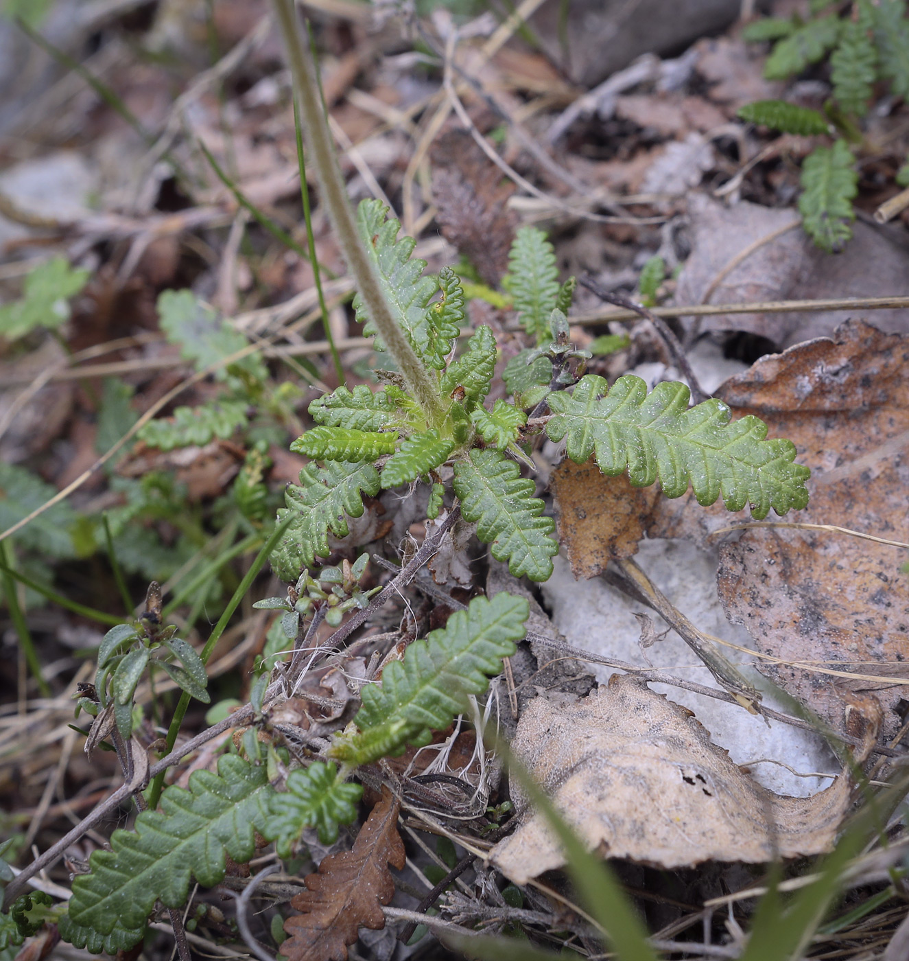 Image of Dryas punctata specimen.