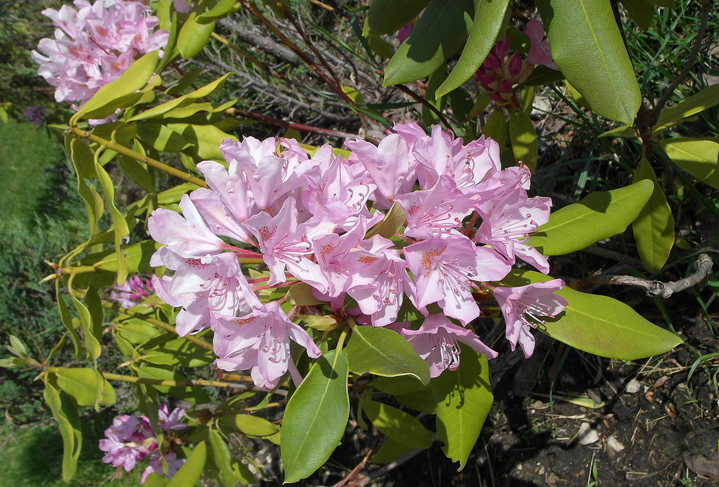 Изображение особи род Rhododendron.