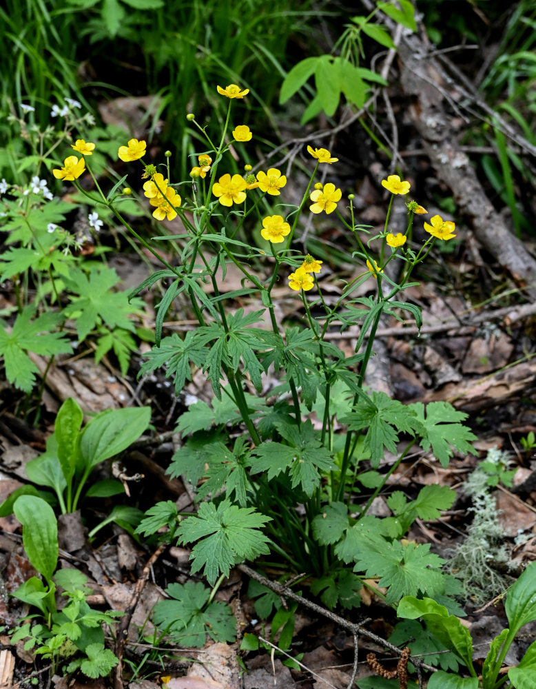 Image of Ranunculus grandifolius specimen.