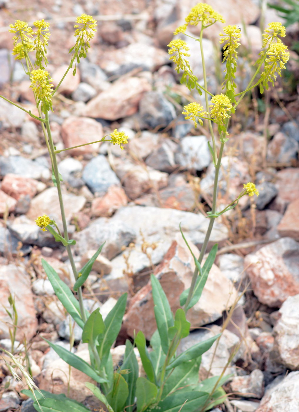 Image of Isatis costata specimen.