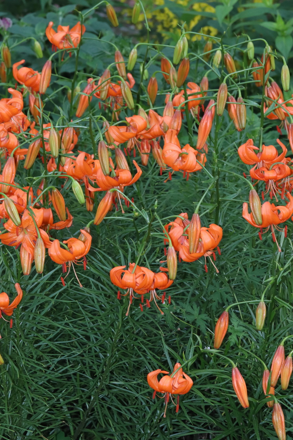 Image of Lilium davidii specimen.