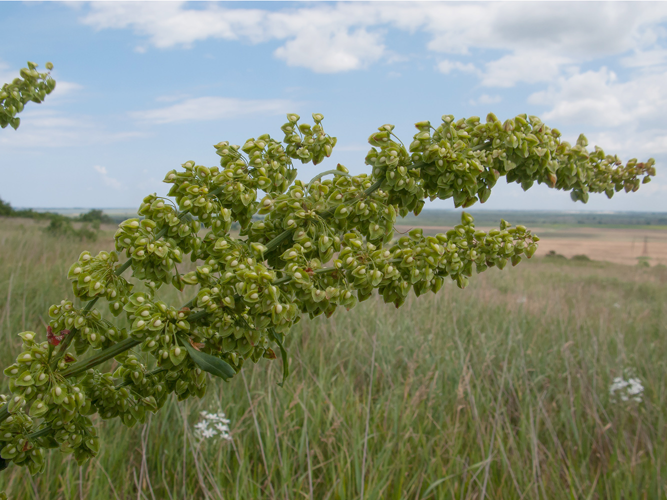 Image of Rumex crispus specimen.