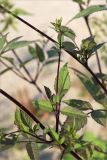 Bidens frondosa. Часть веточки с развивающимися соцветиями. Нижегородская обл., Володарский р-н; берег р. Ока, песчаная коса. 15.09.2023.