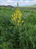 Verbascum pyramidatum. Цветущее растение в сообществе с Vicia и Apiaceae. Армения, обл. Лори, окр. с. Лори Берд, крепость Лори Берд, ≈ 1300 м н.у.м., луг. 24.06.2022.