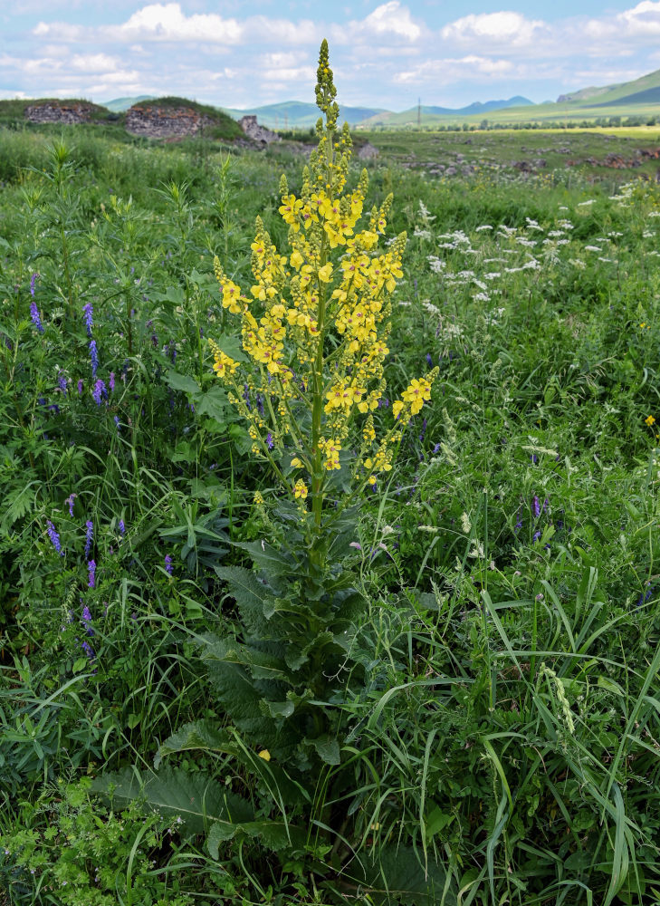 Image of Verbascum pyramidatum specimen.