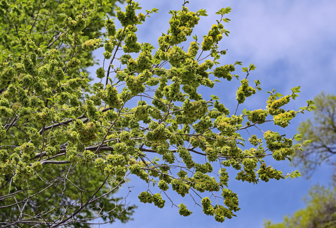 Image of Ulmus minor specimen.