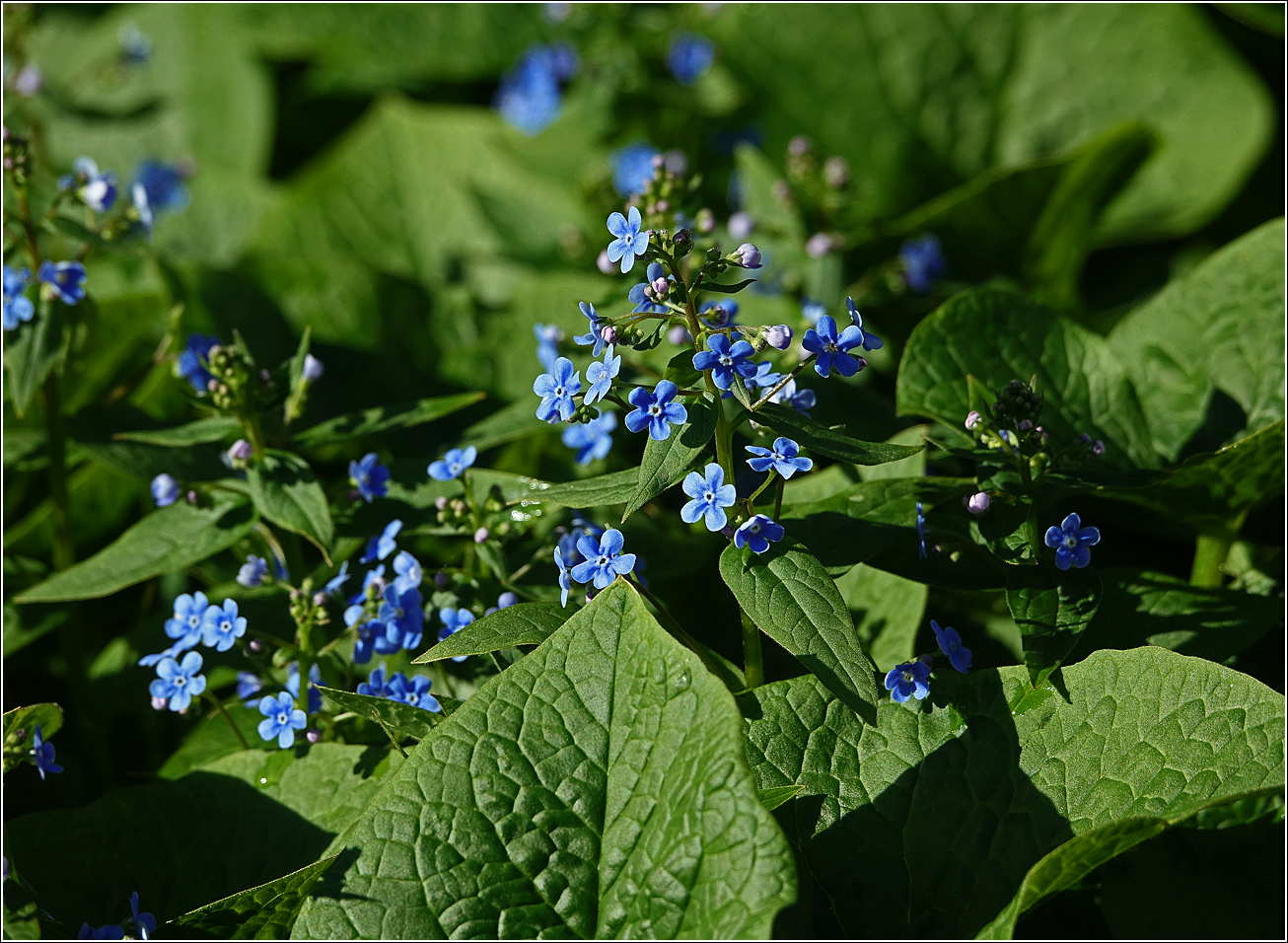 Изображение особи Brunnera sibirica.