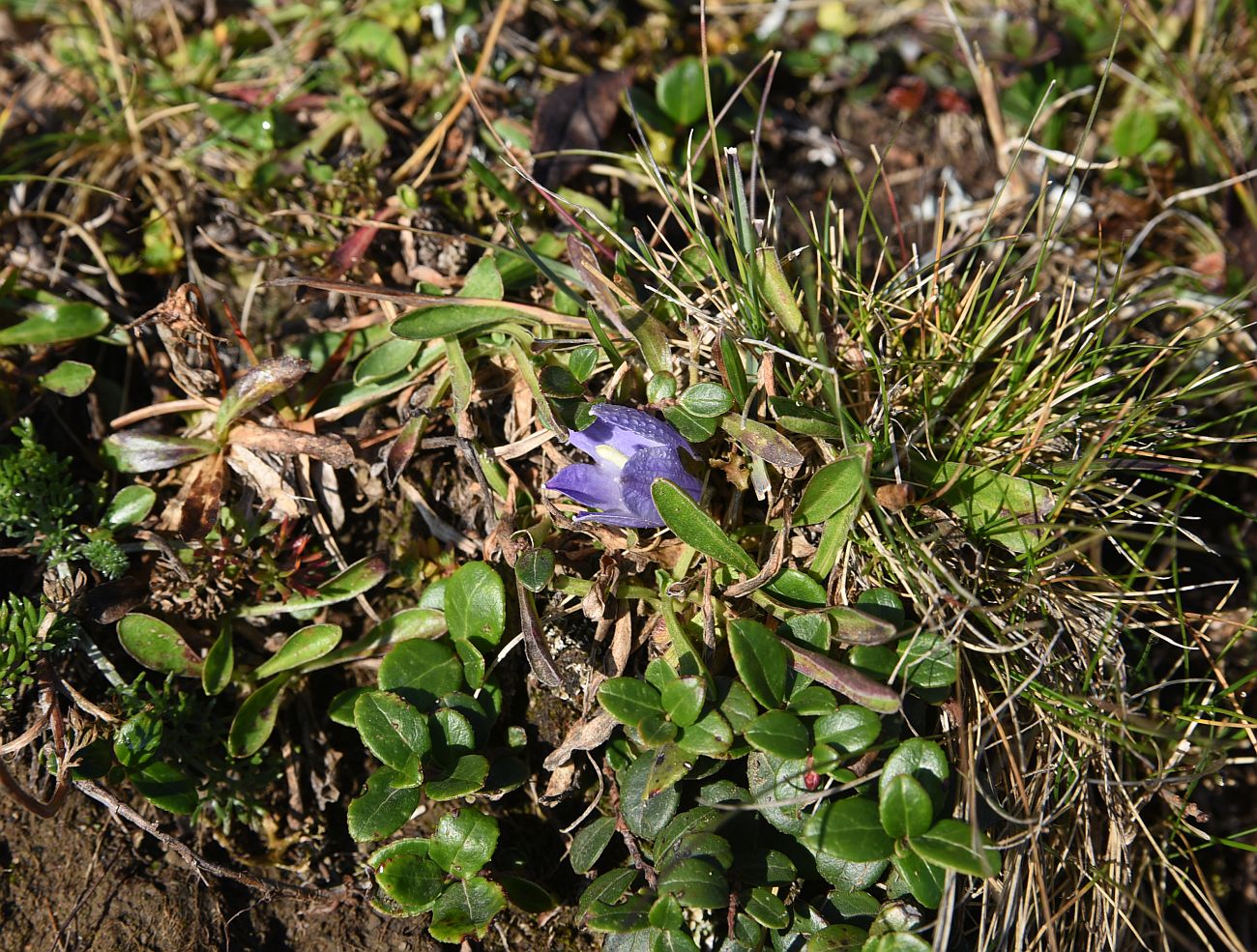 Image of Campanula tridentata specimen.