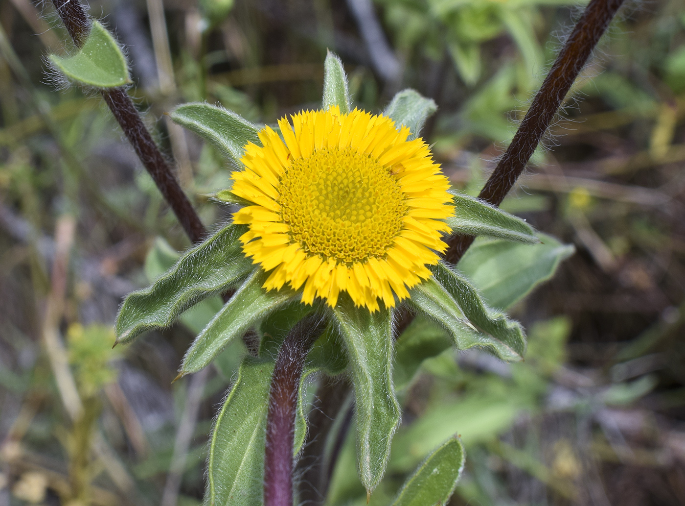 Изображение особи Pallenis spinosa.