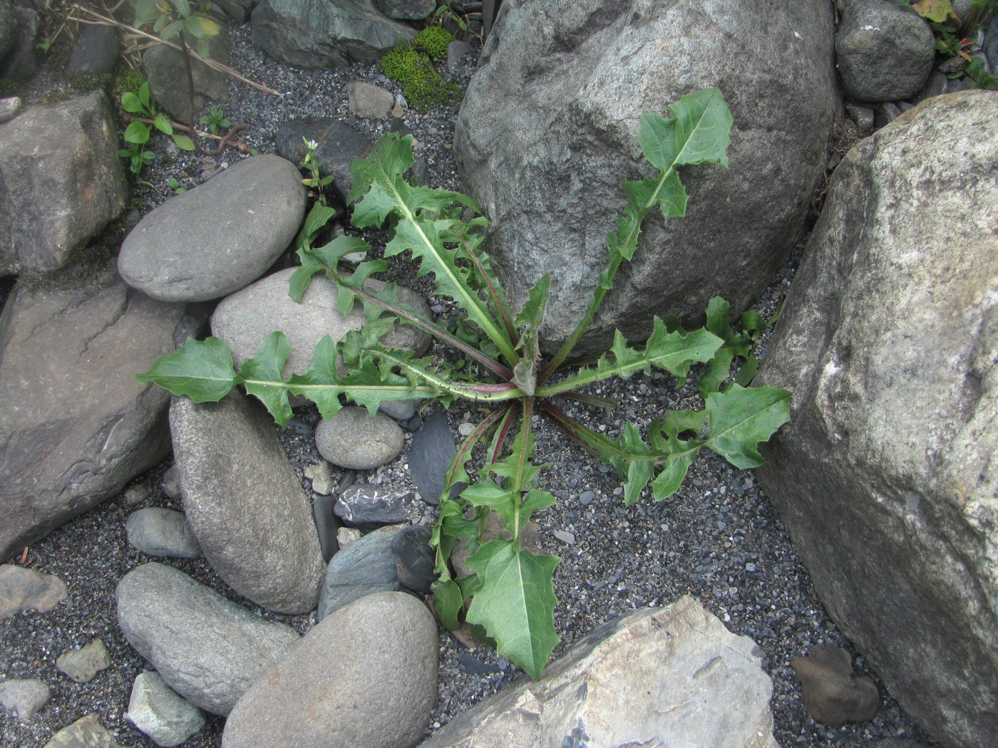 Изображение особи семейство Asteraceae.