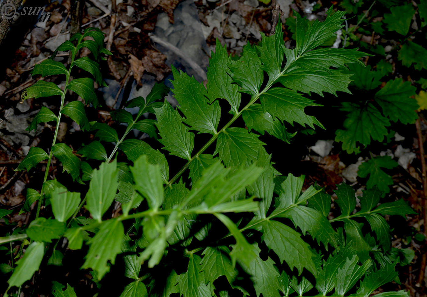 Изображение особи Valeriana officinalis.