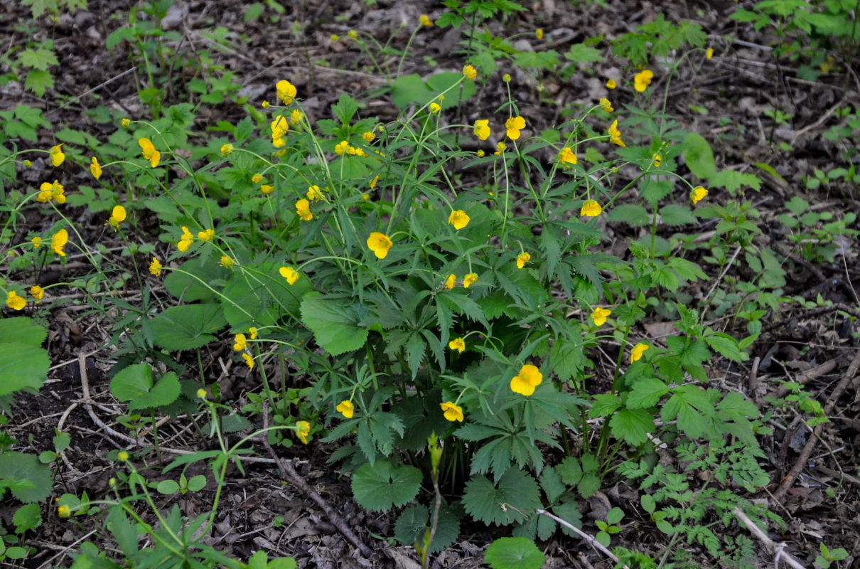 Изображение особи Ranunculus cassubicus.