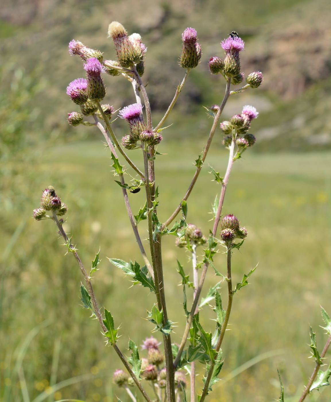 Image of Cirsium arvense specimen.