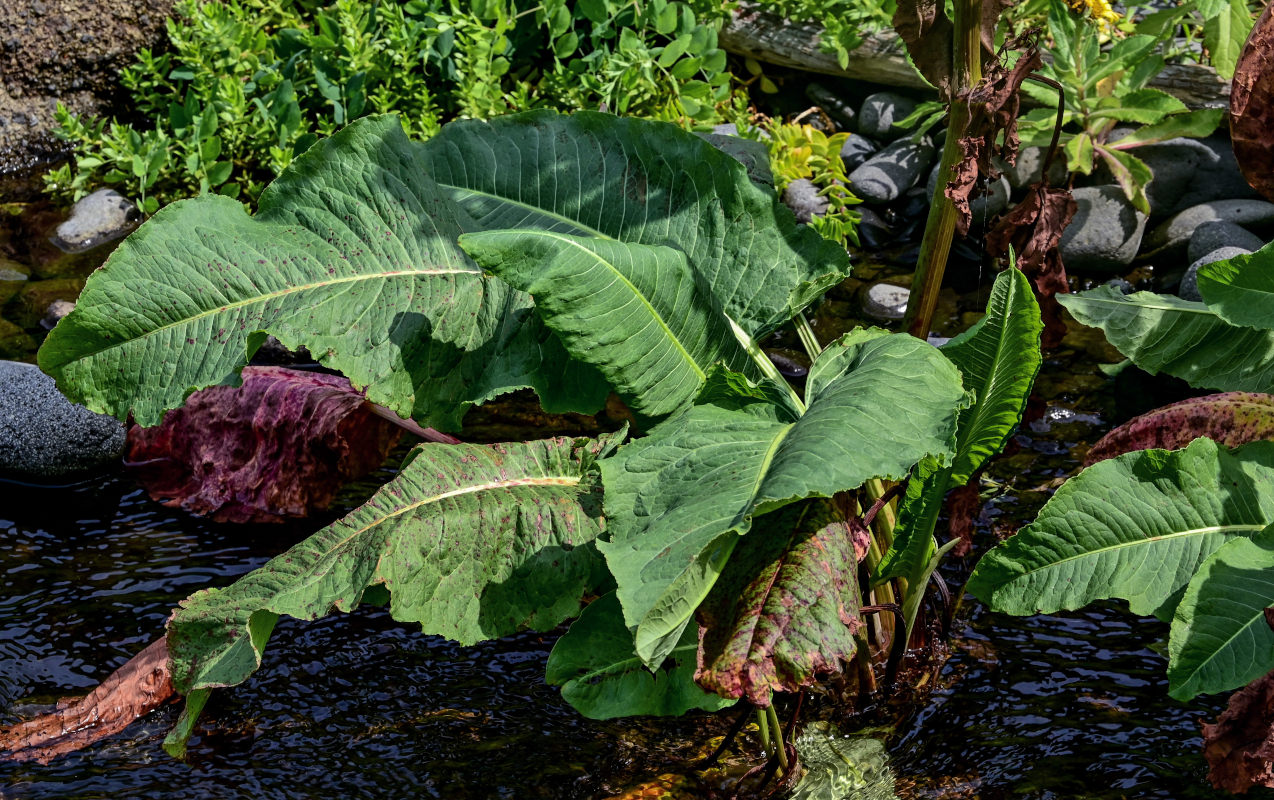 Image of Rumex aquaticus specimen.