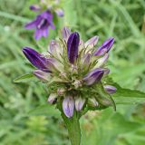 Campanula cephalotes