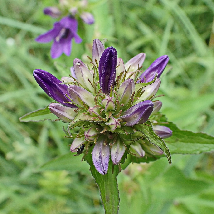 Изображение особи Campanula cephalotes.