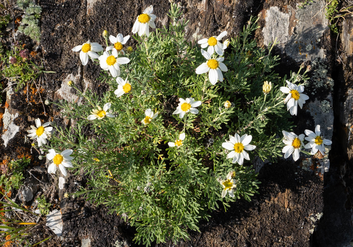 Image of Brachanthemum baranovii specimen.