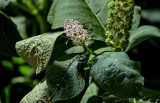 Phytolacca acinosa. Верхушка побега с соцветием. Ярославская обл., г. Ярославль, в культуре. 02.07.2024.