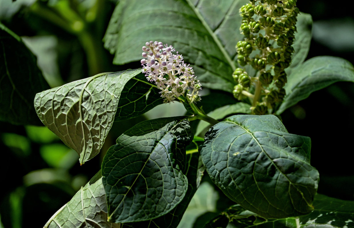 Image of Phytolacca acinosa specimen.