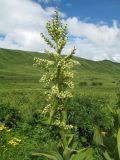 Veratrum lobelianum. Верхушка цветущего растения. Казахстан, Западный Алтай, горы Таловка (Собачьи Горы) у пер. Седло в окр. с. Солдатово, ≈ 1450 м н.у.м., луговое разнотравье. 5 июля 2024 г.