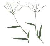 Digitaria ischaemum