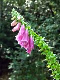 Digitalis purpurea. Верхушка отцветающего растения с завязавшимися плодами. ФРГ, земля Баден-Вюртемберг, смешанный лес в окр. г. Баден-Баден. Июль.