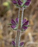 Salvia nemorosa. Часть соцветия с бутонами. Крым, Южный Берег, гора Аю-Даг, поляна в дубово-грабовом лесу. 25.05.2024.