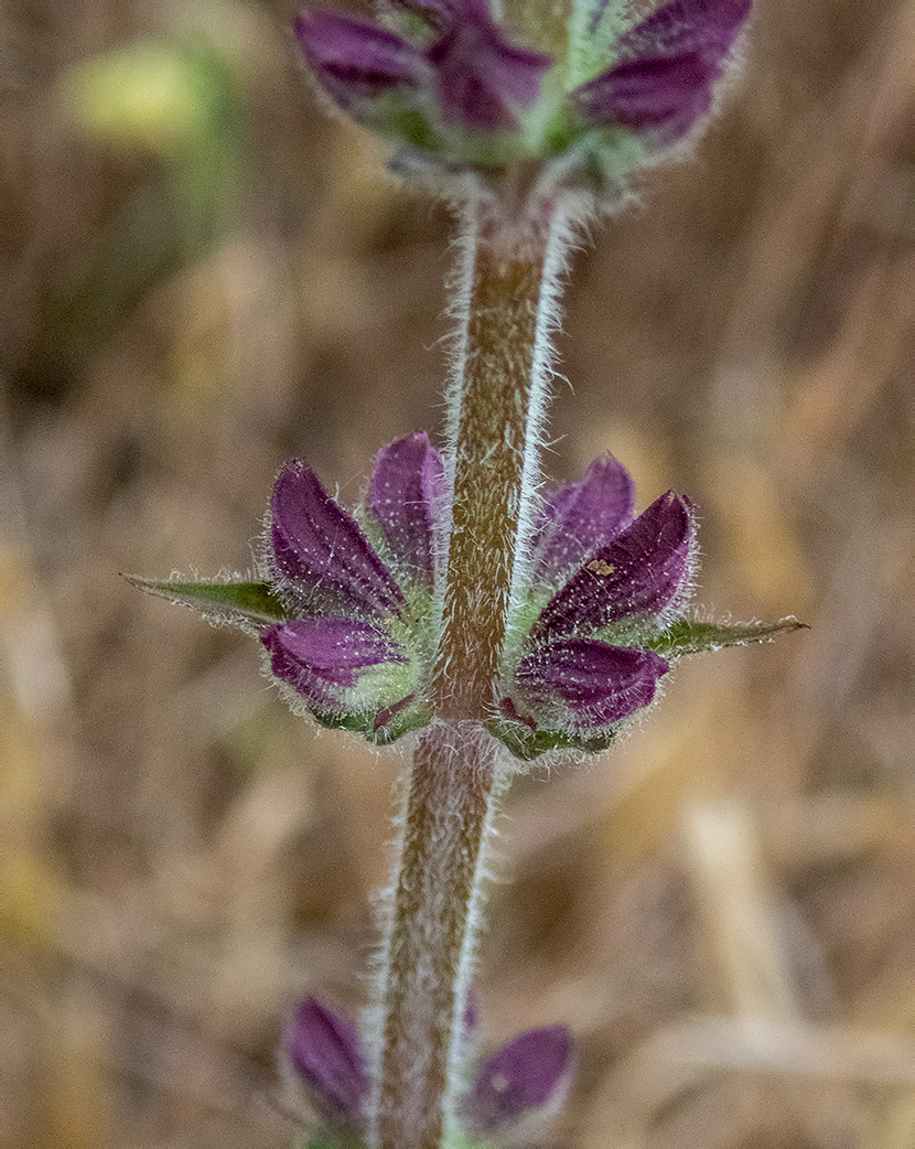 Изображение особи Salvia nemorosa.