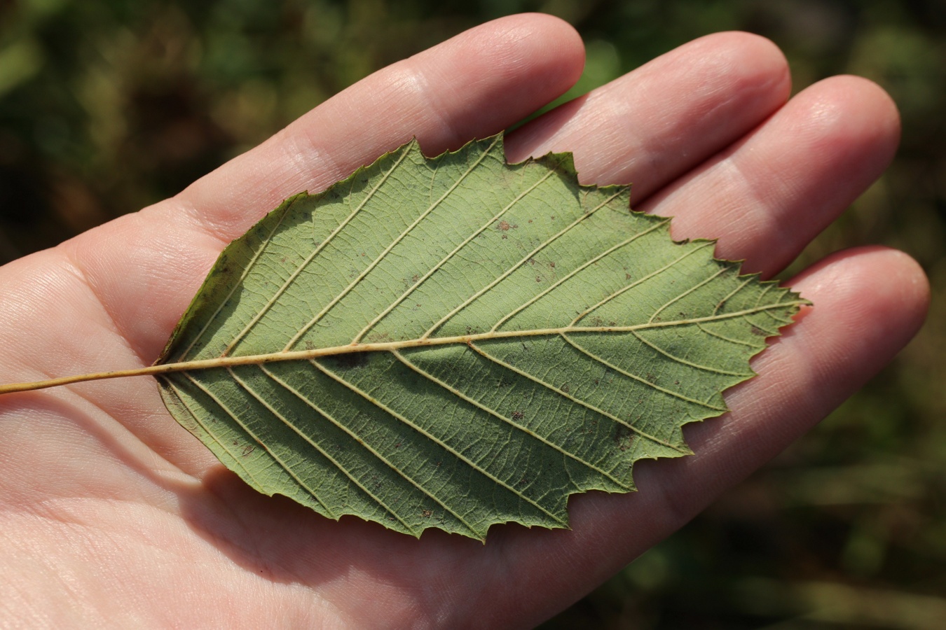 Изображение особи Alnus incana.