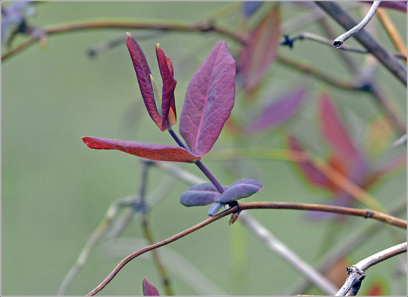 Изображение особи Lonicera dioica.