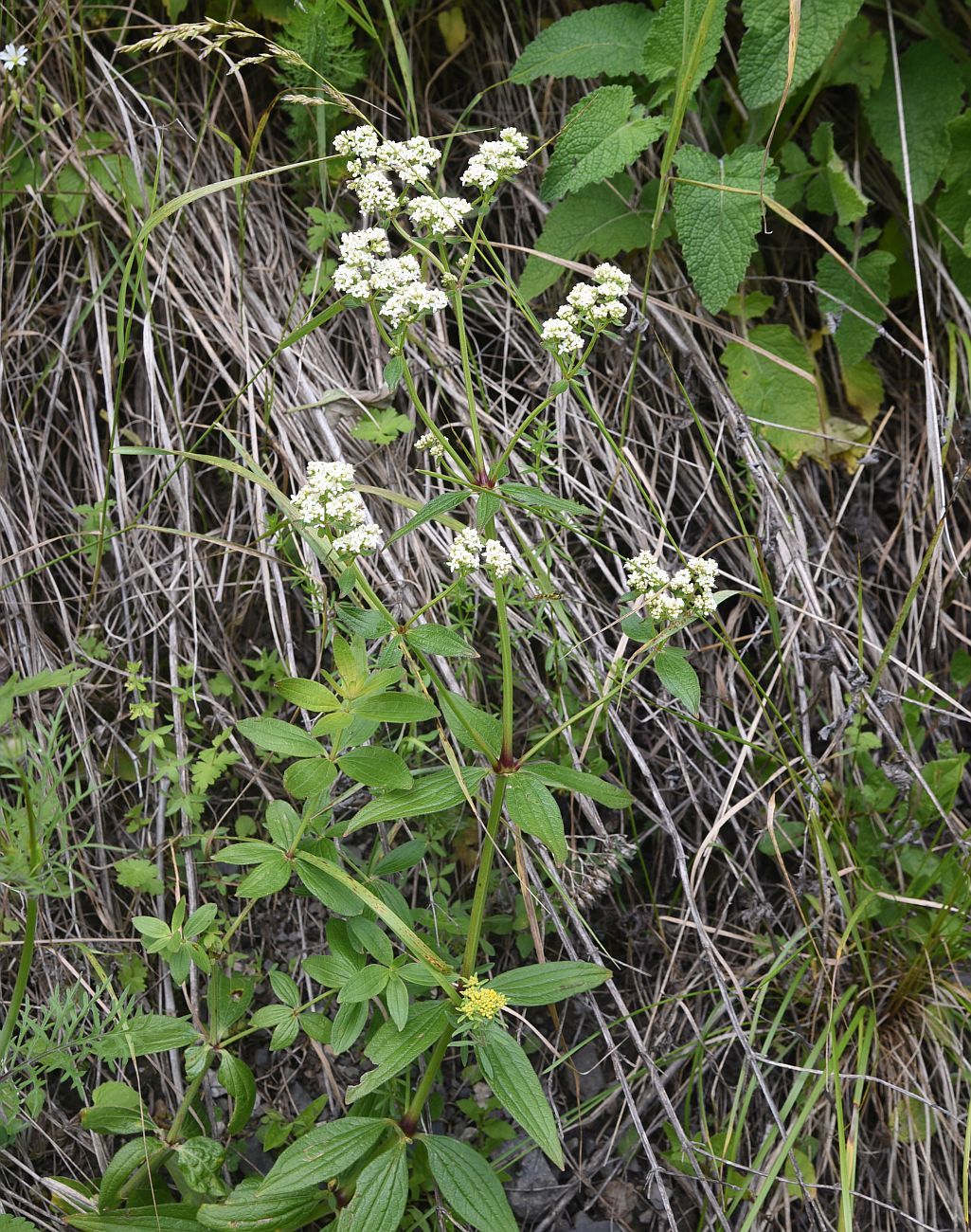 Изображение особи Galium valantioides.