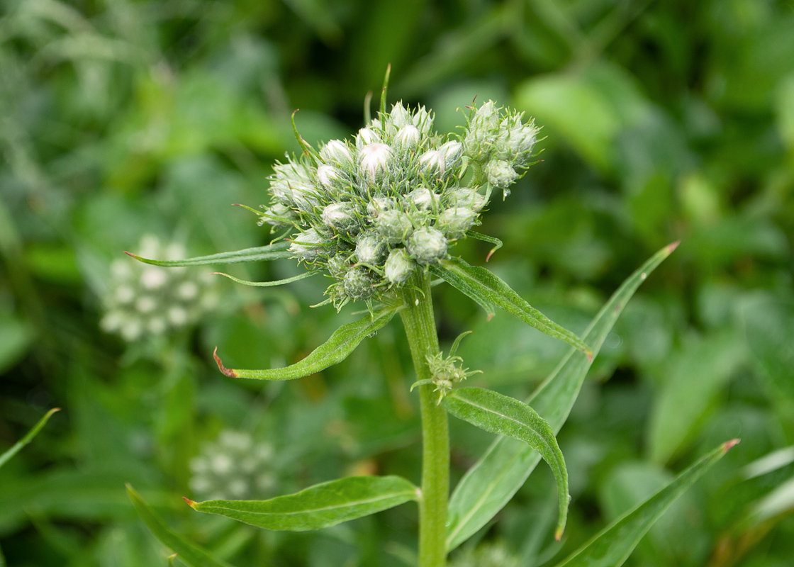 Image of Saussurea pseudotilesii specimen.