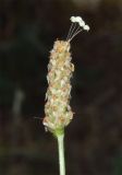 Plantago lanceolata. Соцветие. Узбекистан, Ташкентская обл., южный склон Чаткальского хребта, басс. р. Ахангаран, окр. г. Янгиабад, правый склон р. Каттасай. 13.07.2024.