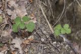 Heracleum sibiricum. Молодое растение. Крым, Бахчисарайский р-н, окр. с. Соколиное, берег р. Коккозка, лиственный лес (граб, бук, ольха, дуб). 04.04.2024.