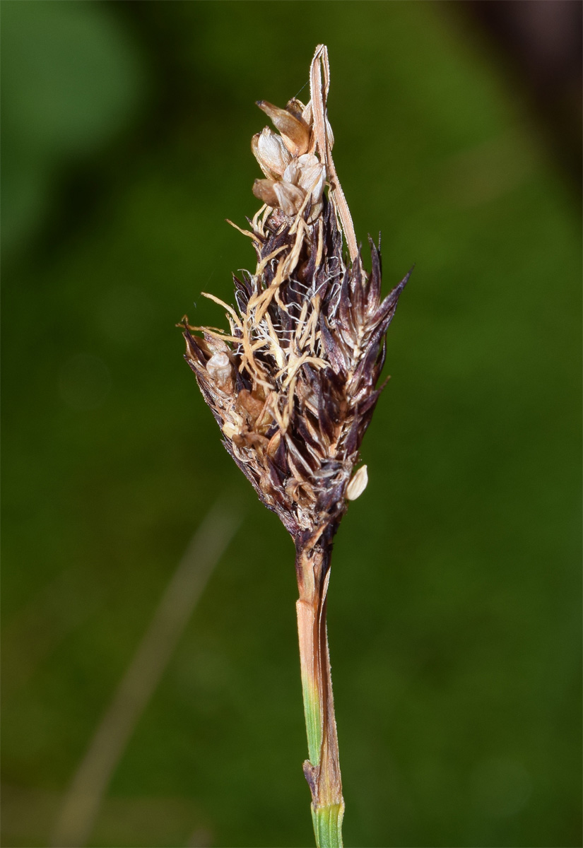 Image of Carex melanantha specimen.