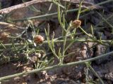 Centaurea caprina. Части веточек с развивающимися соцветиями. Крым, Южный Берег, окр. пос. Новый Свет, высокий берег моря, каменистый склон рядом с туристической тропой. 07.06.2024.